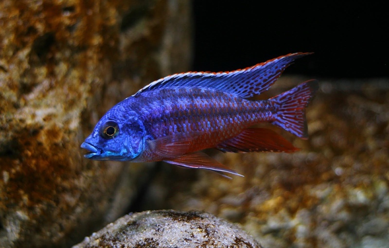 Protomelas taeniolatus 'Namalenje Island'